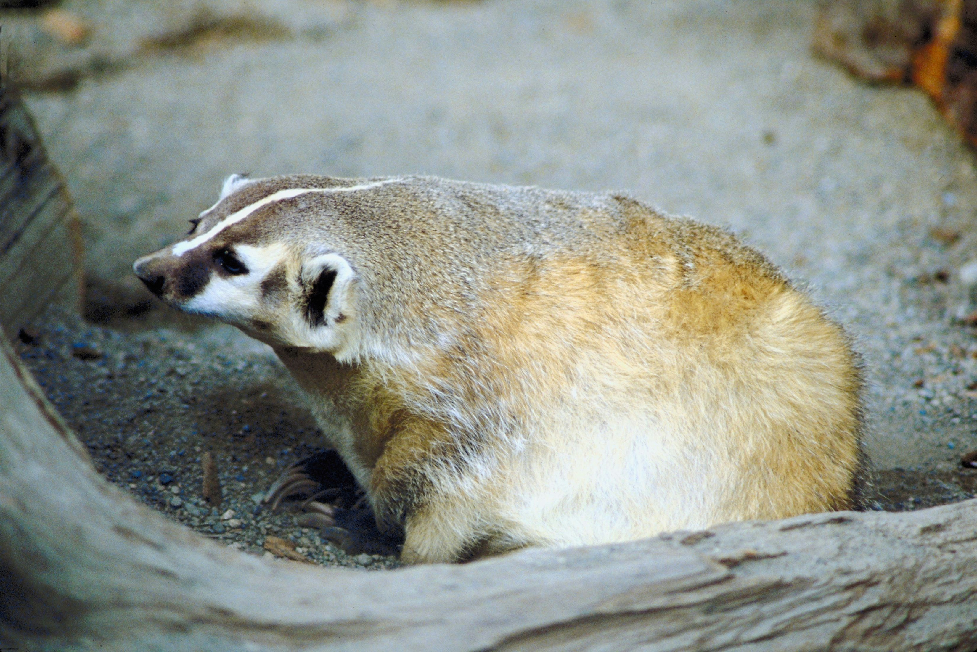 American Badger