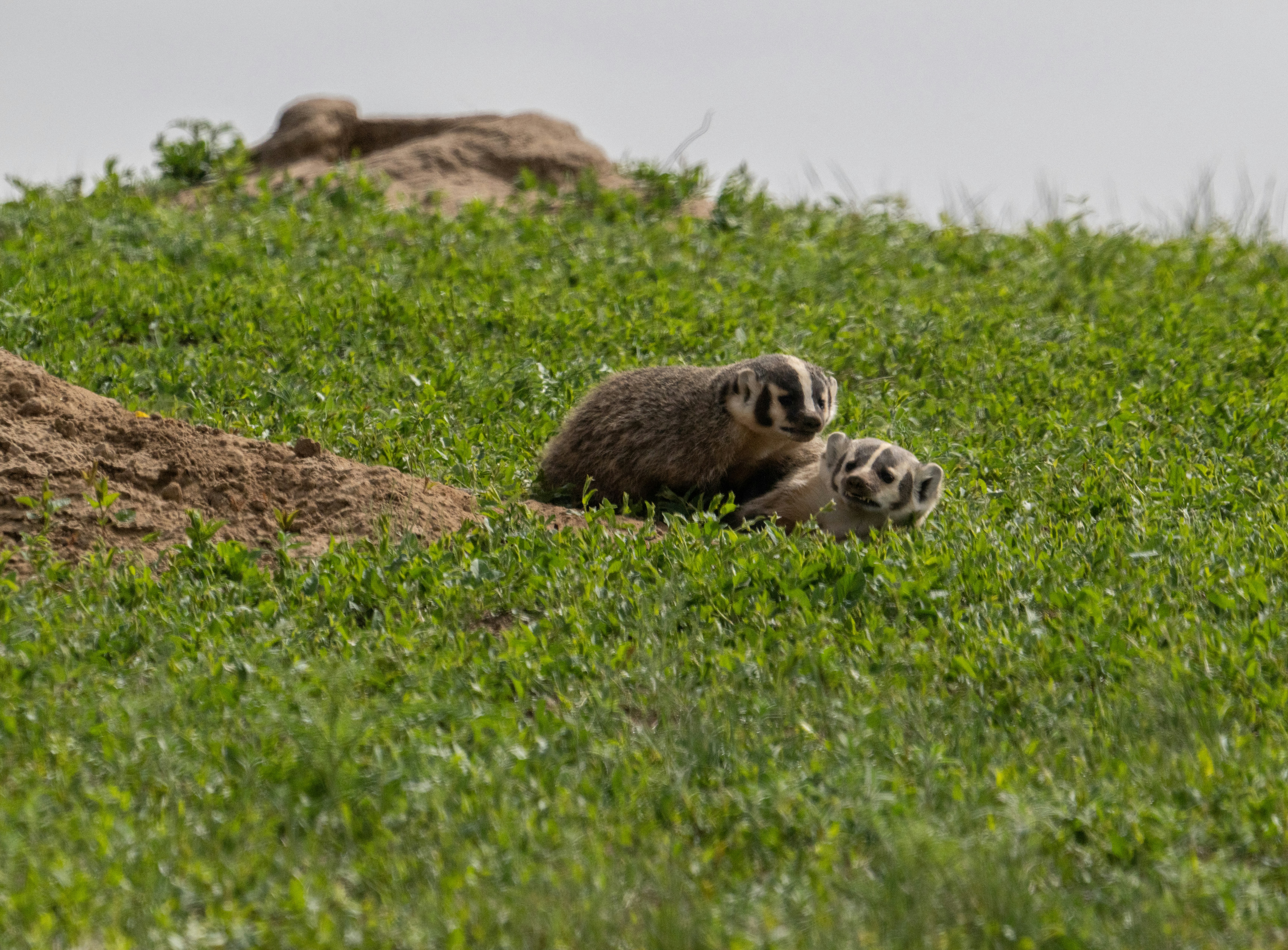 American Badger Project