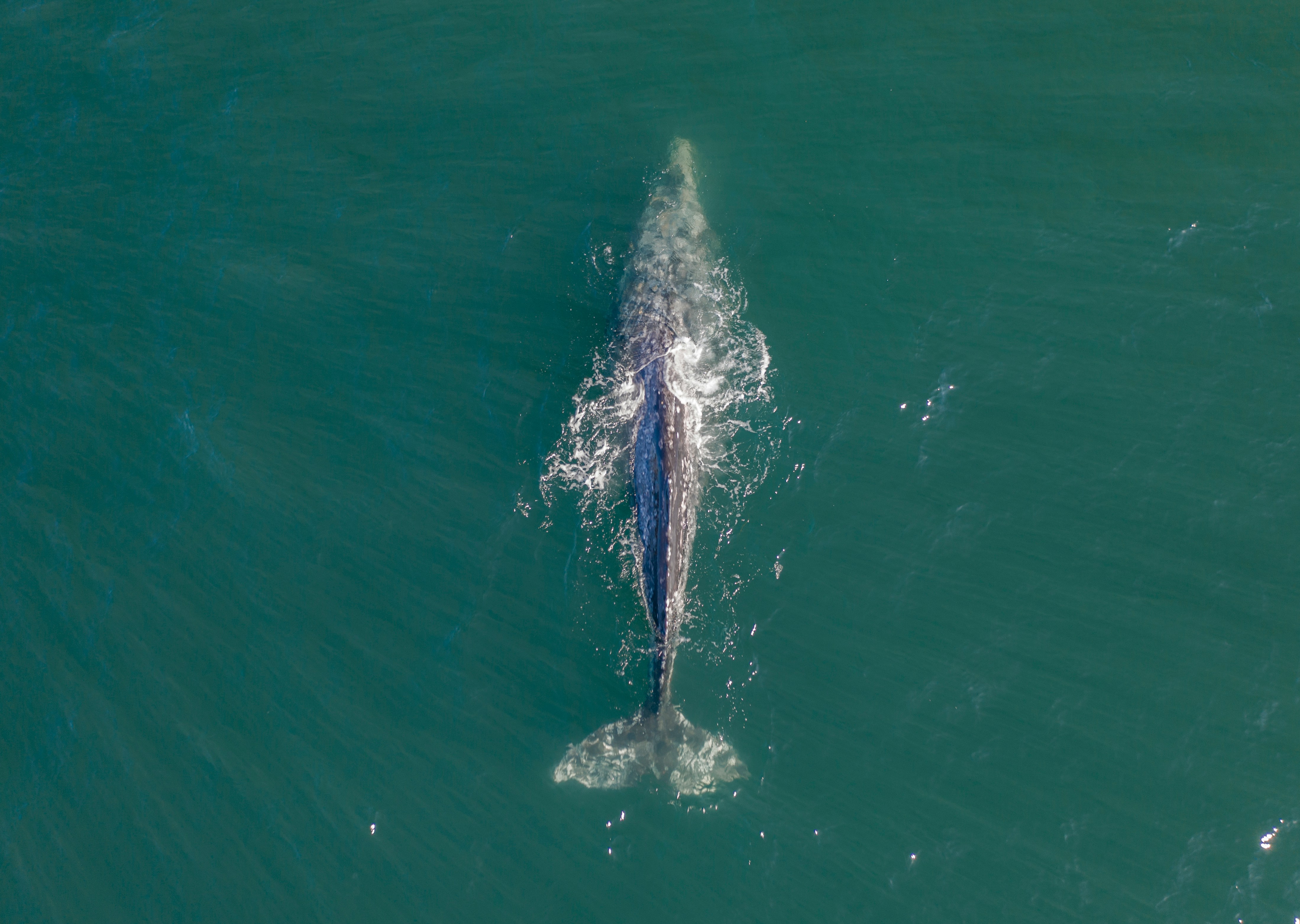 Gray Whale