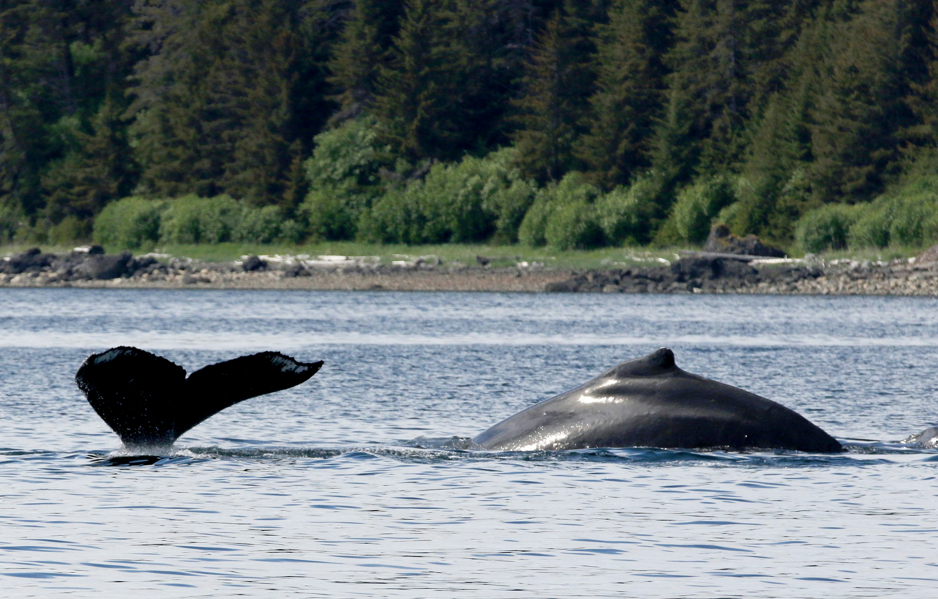 Gray Whale Project