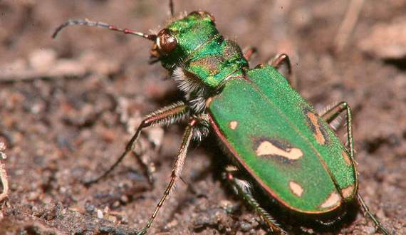 Ohlone Tiger Beetle